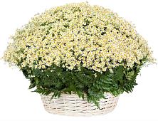 Цветочная композиция из Ромашки в корзине #REPLACE_PRED# Масловой